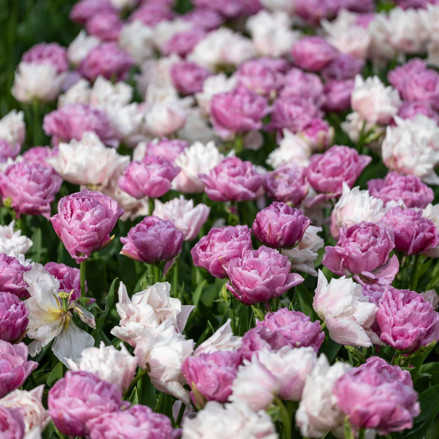 Tulpenmischung 'Purple Clouds'